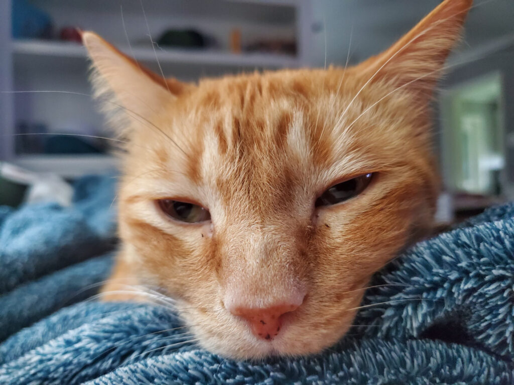 An orange cat looks at the camera