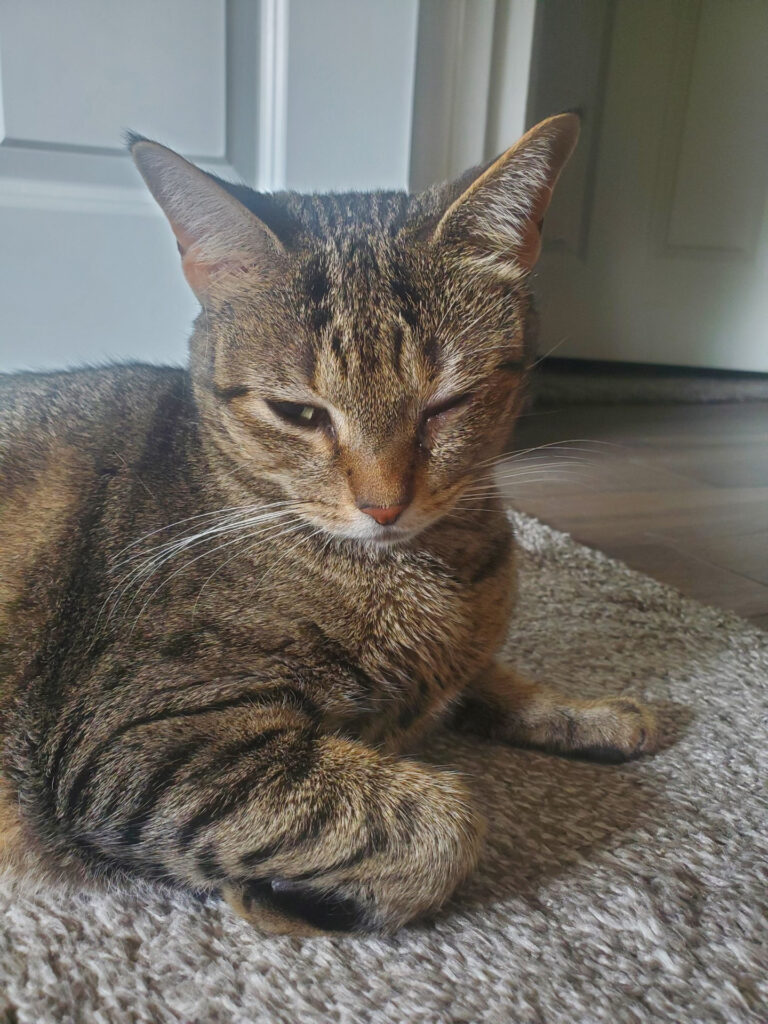 A brown cat squints at the camera.