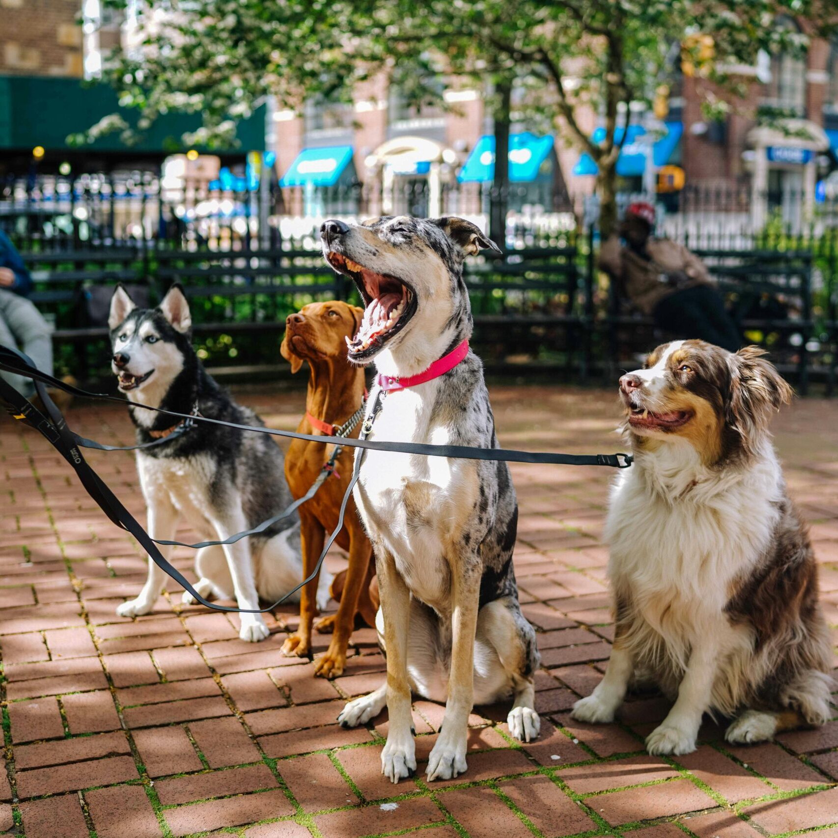 4 dogs sit on a sidewalk. They are all leashed and looking up at someone out of frame.